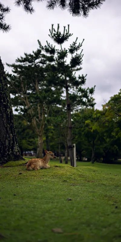Deer Resting Park 1