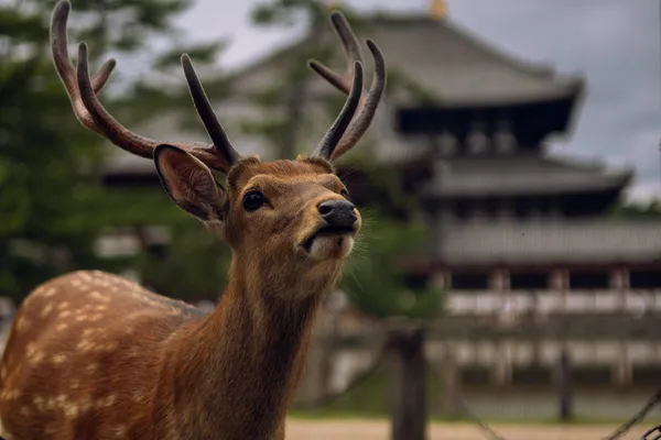 Deer Todaiji Temple 1