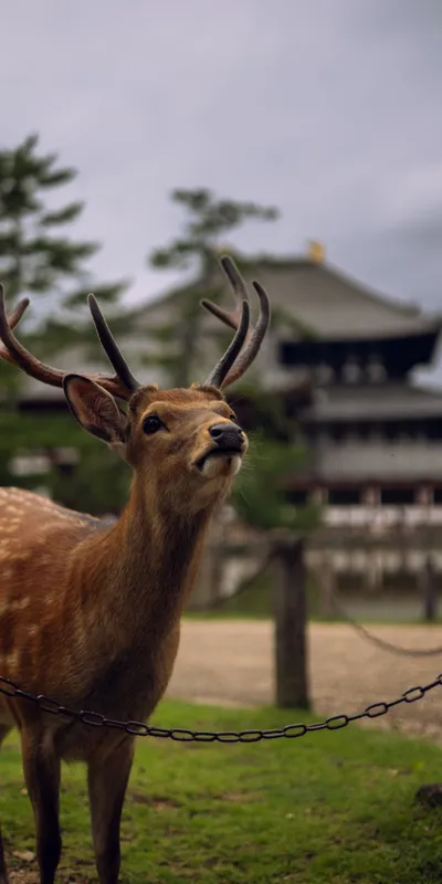 Deer Todaiji Temple 1