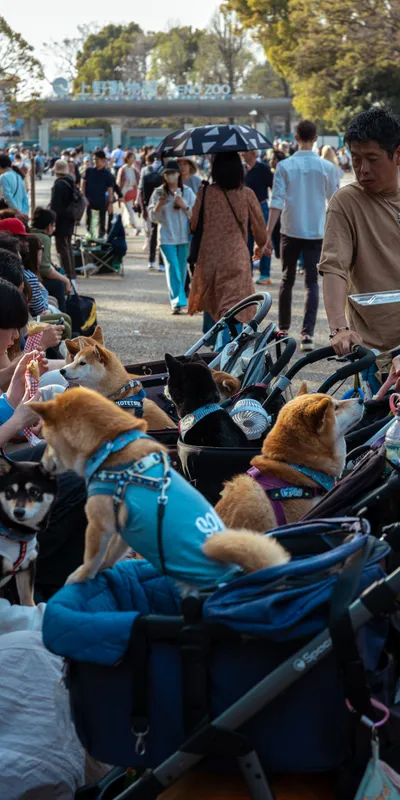 Dog Stroller Park 1