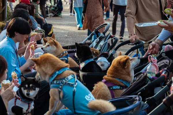 Dog Stroller Park 1