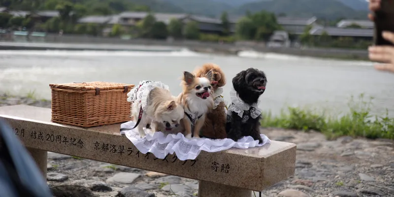 Dogs On Riverbank Bench 1