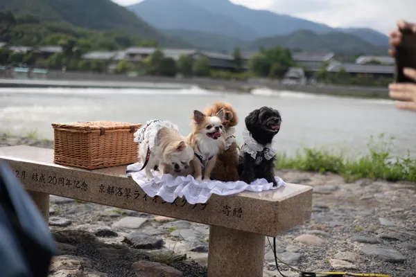 Dogs On Riverbank Bench 1