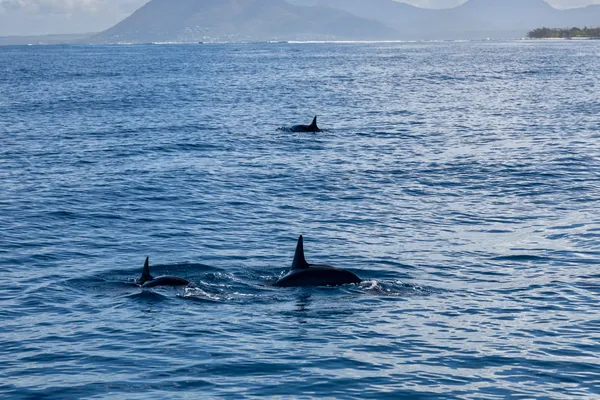 Dolphins Ocean Mountain 1
