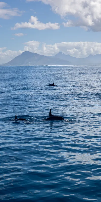 Dolphins Ocean Mountain 1