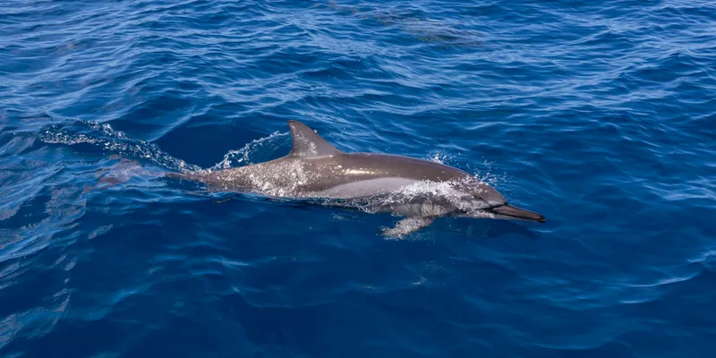 Dolphins Ocean Mountain 2