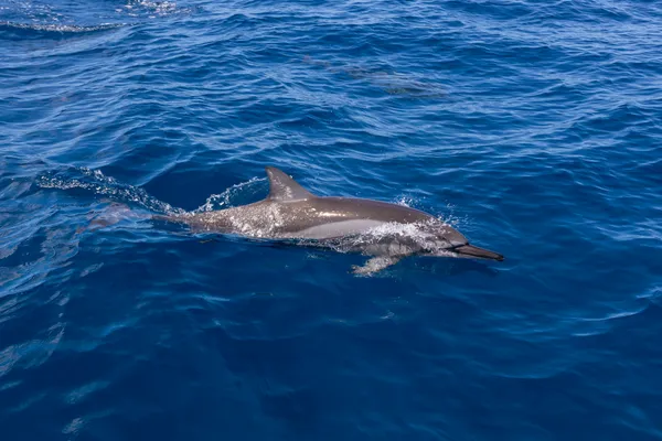 Dolphins Ocean Mountain 2