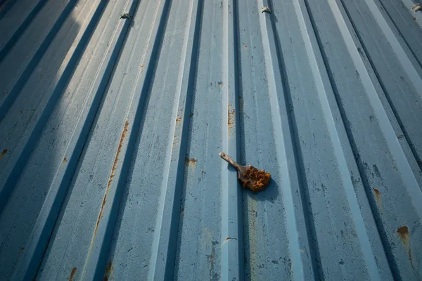 Dried Leaf Tin Roof 1