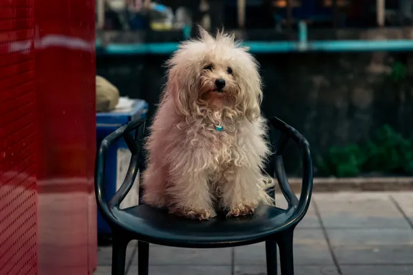 Fluffy Dog Cafe Chair 1