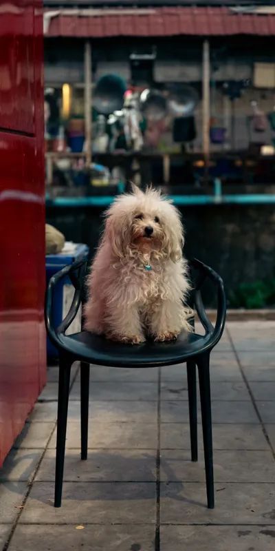 Fluffy Dog Cafe Chair 1