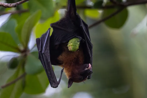 Flying Fox Hanging 1
