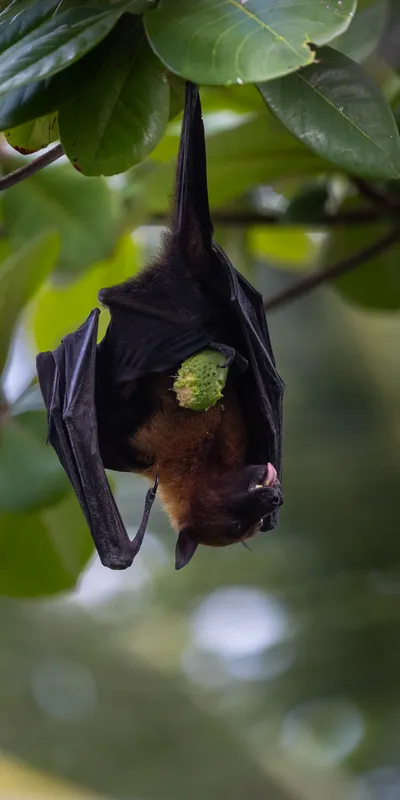 Flying Fox Hanging 1