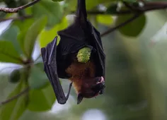 Flying Fox Hanging 1