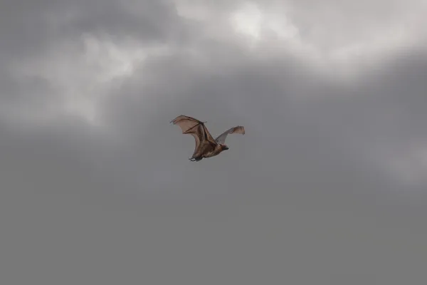 Flying Fox In Flight 1