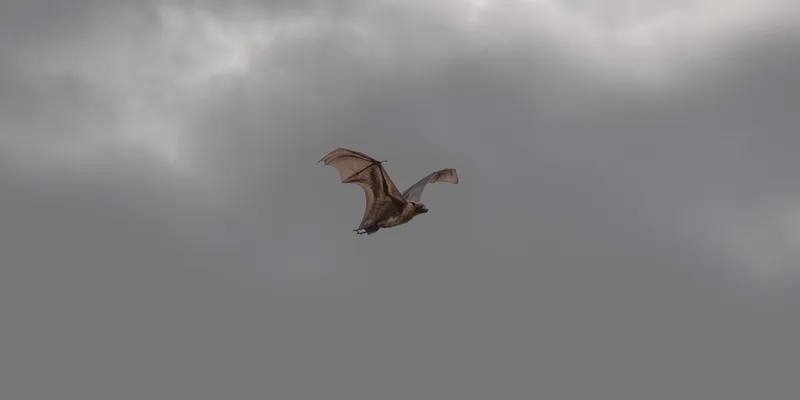 Flying Fox In Flight 1