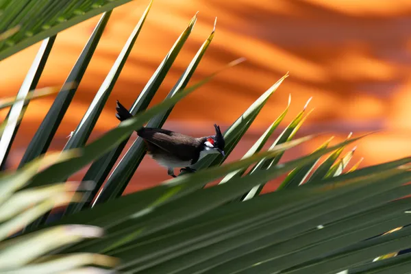 Gecko Palm Leaves 1