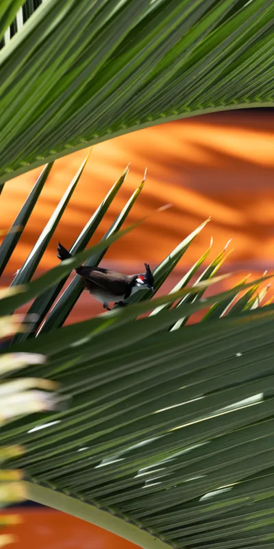 Gecko Palm Leaves 1