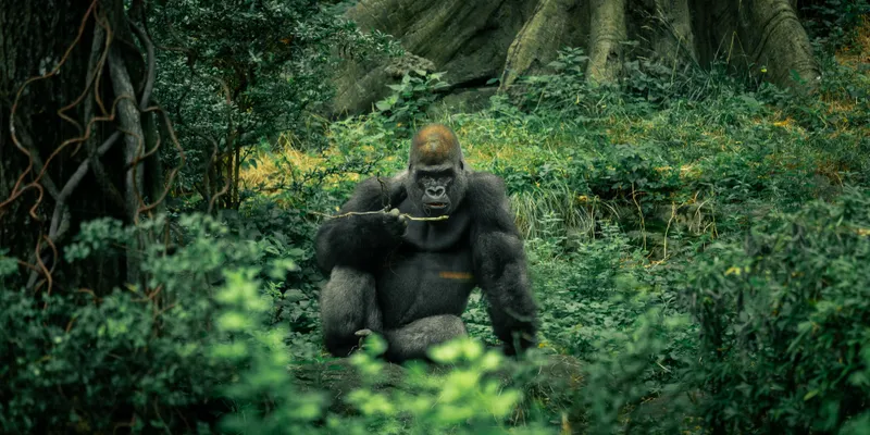 Gorilla Forest 1
