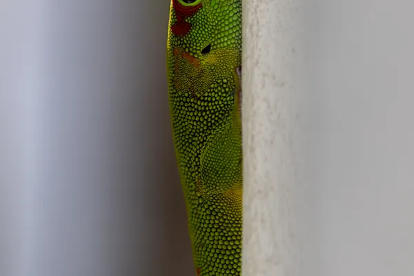 Green Day Gecko 1