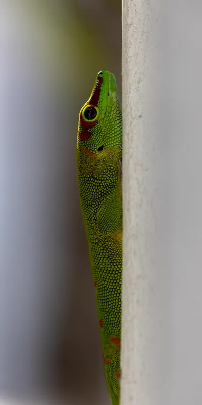 Green Day Gecko 1