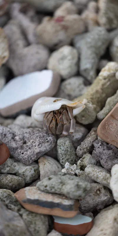 Hermit Crab Rocks 1