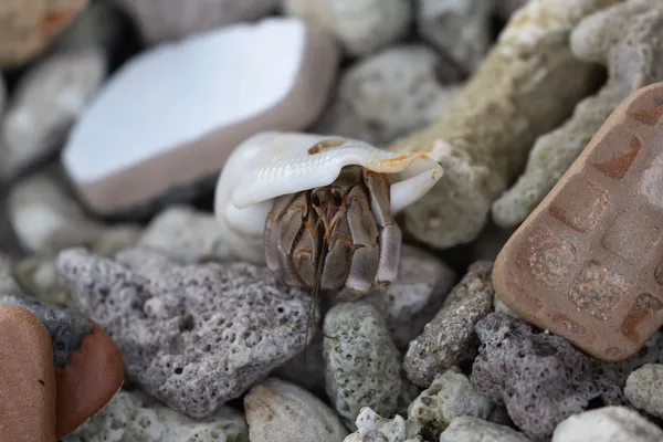 Hermit Crab Rocks 1