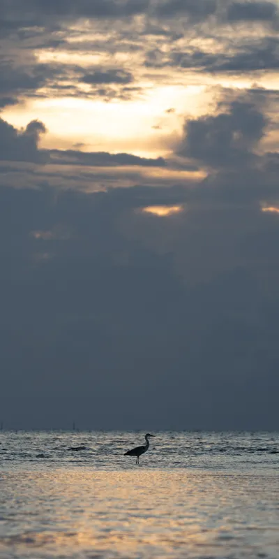 Heron Ocean Sunset 1