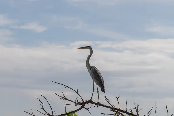 Heron On Branch 1