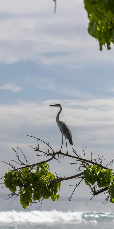 Heron On Branch 1
