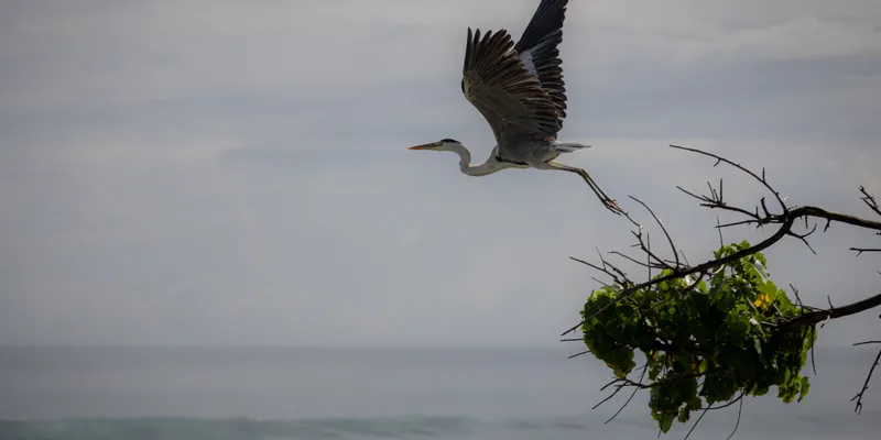 Heron Taking Flight 1