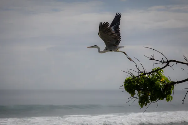 Heron Taking Flight 1