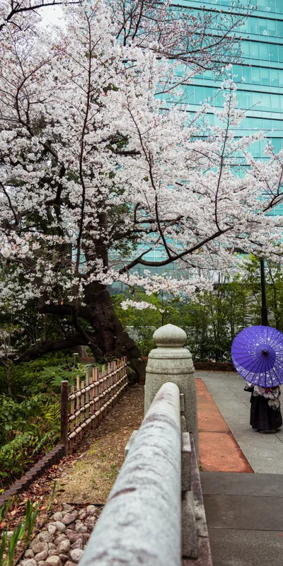 Kimono Umbrella Cherry 1