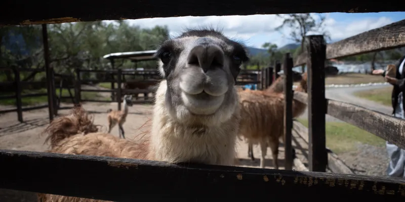 Llama Fence Portrait 1