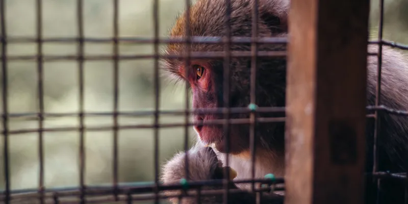 Macaque 1