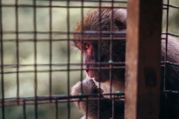 Macaque 1