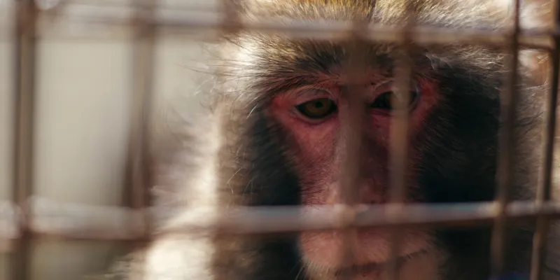 Macaque 2