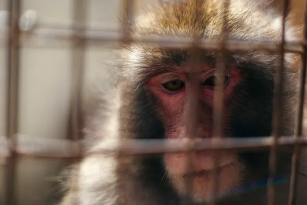 Macaque 2