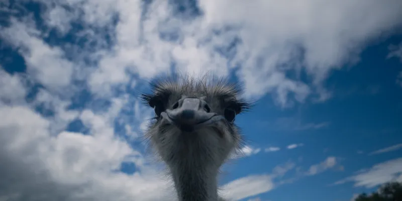 Ostrich Sky Portrait 1