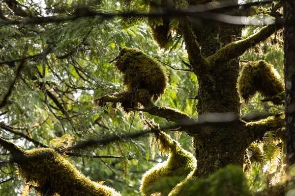 Owl Mossy Forest 1