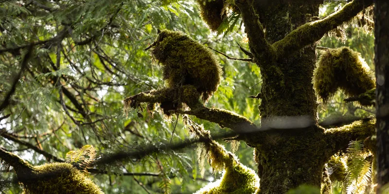 Owl Mossy Forest 1