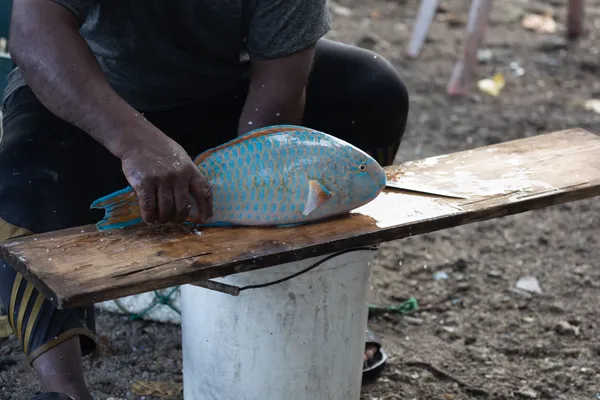 Parrotfish Being Filleted 1