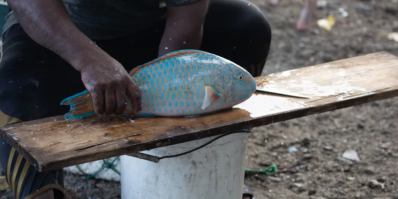 Parrotfish Being Filleted 1