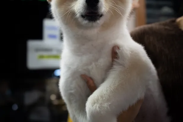 Pomeranian Puppy Held 1