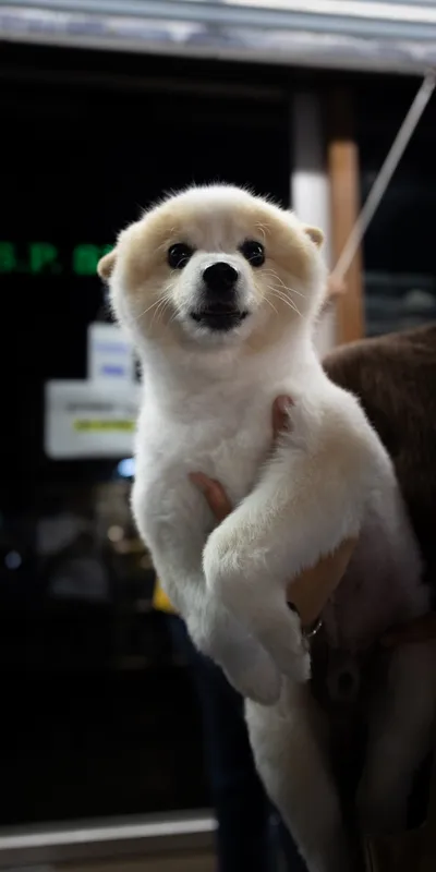Pomeranian Puppy Held 1