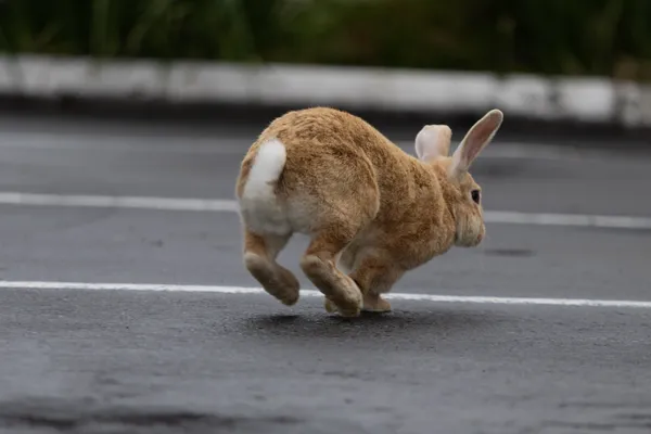 Rabbit Parking Lot 1