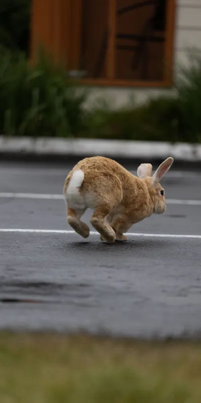 Rabbit Parking Lot 1