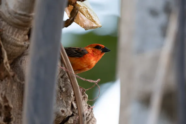 Red Fody Bird 1