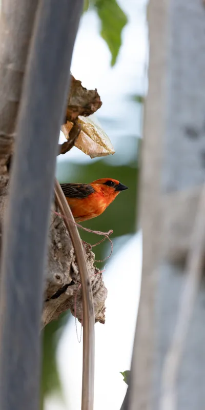 Red Fody Bird 1