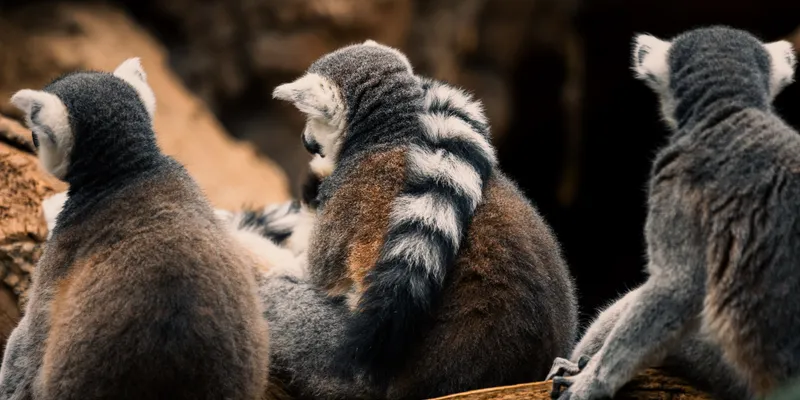 Ring Tailed Lemurs 1