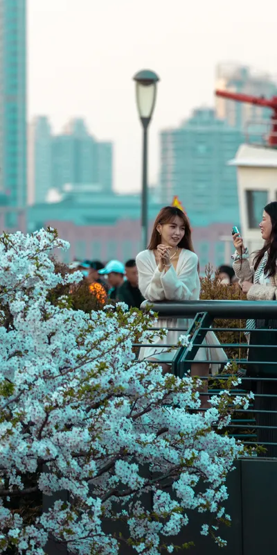 Rooftop Cherry Blossoms 1